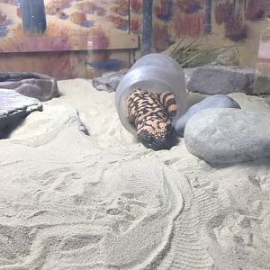 Elmwood Park Zoo- The Grasslands- Gila Monster