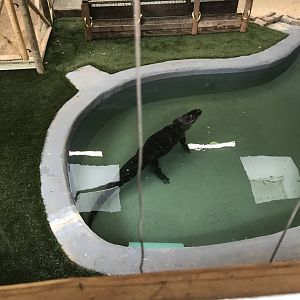 Elmwood Park Zoo- The Wetlands- American Alligator- Penny