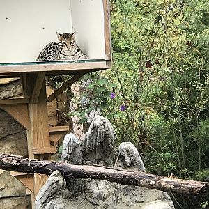 Elmwood Park Zoo- Trail of the Jaguar- Ocelot- Mateo
