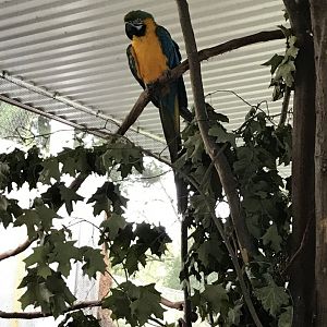 Elmwood Park Zoo- Birds of Paradise- Blue-and-gold macaw- Azule
