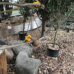 Elmwood Park Zoo- Birds of Paradise- Sun Conure