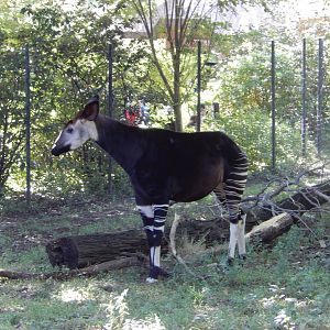 9/13/2020 - Female Okapi