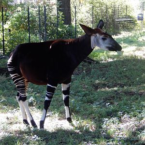 9/13/2020 - Female Okapi