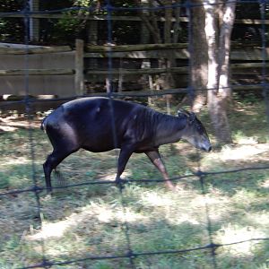 9/13/2020 - Yellow-Backed Duiker
