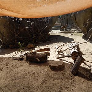 9/13/2020 - First Kopje Habitat