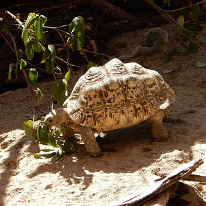 9/13/2020 - Leopard Tortoise