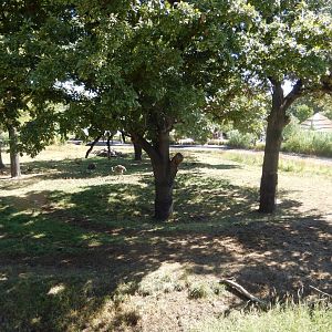 9/13/2020 - Giraffe Savanna - Middle Third