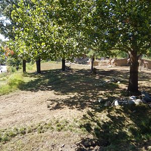 9/13/2020 - Giraffe Savanna - Right Third