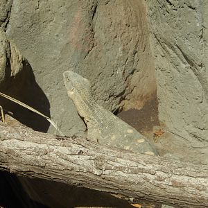 9/13/2020 - White-Throated Monitor