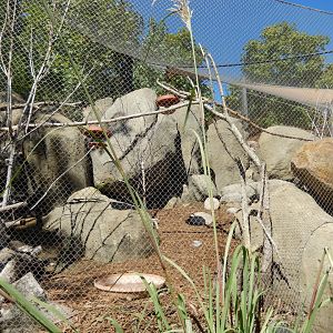 9/13/2020 - Second Kopje Habitat