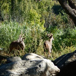 9/13/2020 - Lesser Kudus
