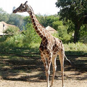 9/13/2020 - Giraffe