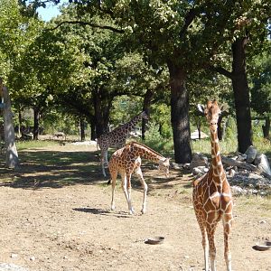 9/13/2020 - Giraffe Savanna