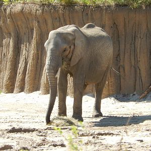 9/13/2020 - African Elephant
