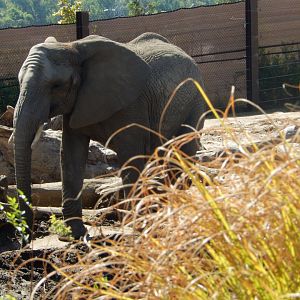 9/13/2020 - Elephant Grasses