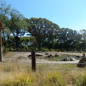 9/13/2020 - Elephant Savanna - Right Third