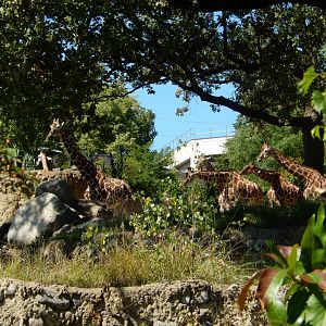 9/13/2020 - Giraffes from Below