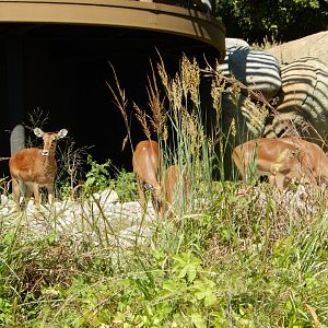9/13/2020 - Impala Grazing