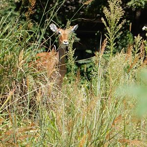 9/13/2020 - Caution on the Savanna