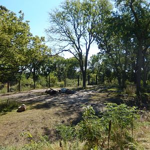 9/13/2020 - Elephant Savanna