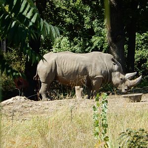 9/13/2020 - White Rhino