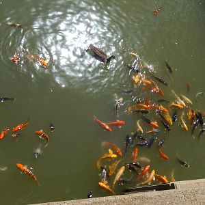 9/13/2020 - Hungry Koi Galore!