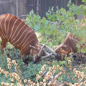 9/13/2020 - Bongo Face-Off!