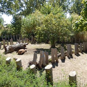 9/13/2020 - African Spurred Tortoise Pens