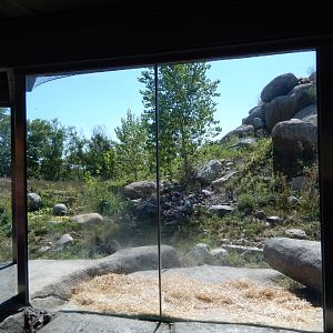 9/13/2020 - African Lion Habitat - Main Viewing Area