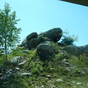 9/13/2020 - African Lion Habitat - Kopje