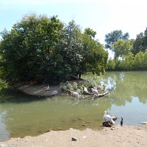 9/13/2020 - African Pink-Backed Pelican Island