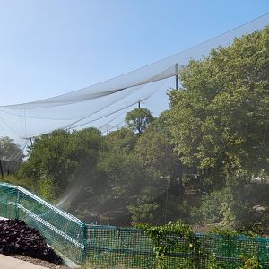 9/13/2020 - Simmons Aviary