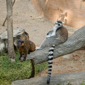 9/13/2020 - Collared Brown and Ring-tailed Lemurs