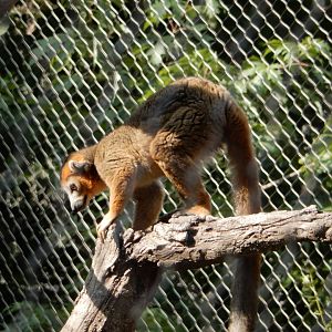 9/13/2020 - Crowned Lemur