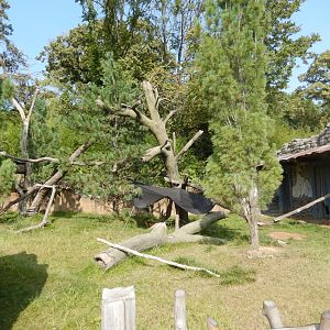 9/13/2020 - Chinese Muntjac & Red Panda Habitat