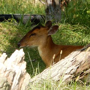 9/13/2020 - Chinese Muntjac