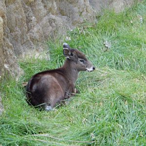 9/13/2020 - Tufted Deer
