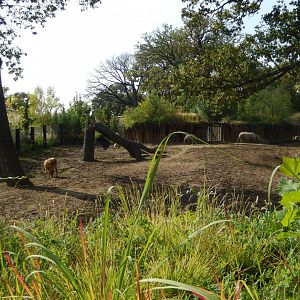 9/13/2020 - Indian Rhino & Pere David's Deer Habitat