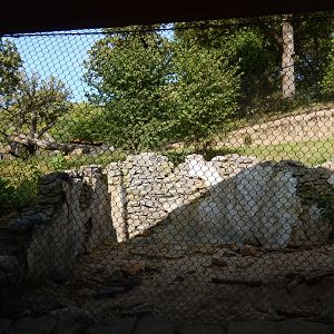 9/13/2020 - Sloth Bear Habitat