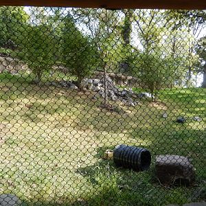 9/13/2020 - Sloth Bear Habitat