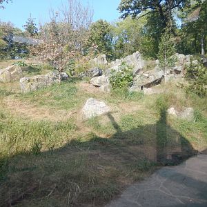 9/13/2020 - Amur Tiger Habitat