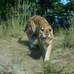 9/13/2020 - Amur Tiger