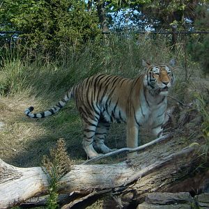 9/13/2020 - Amur Tiger