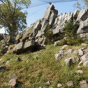9/13/2020 - Snow Leopard Habitat