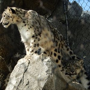 9/13/2020 - Monarch of the Himalayas