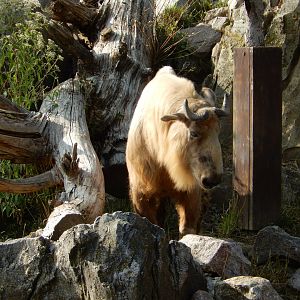 9/13/2020 - Sichuan Takin