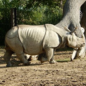 9/13/2020 - Indian Rhino
