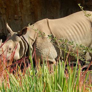 9/13/2020 - Male Indian Rhino