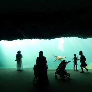 9/13/2020 - Owen Sea Lion Shores - Underwater Viewing Section