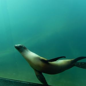 9/13/2020 - California Sea Lion